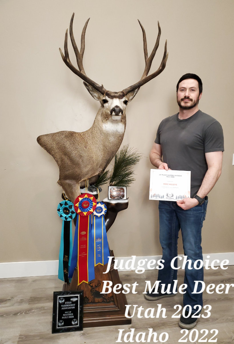 Judges Choice Award